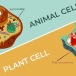 cell and cell organelles