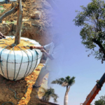 Tree transplantation