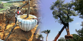 Tree transplantation