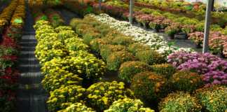 Gujrat Horticulture Development Mission
