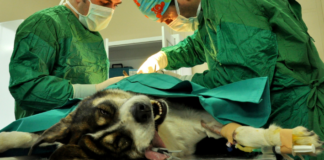 Career in Veterinary