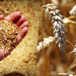 career in agriculture