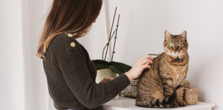 pet groomer career