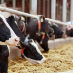 Dairy Sahakar Scheme