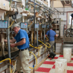 dairy industry careers